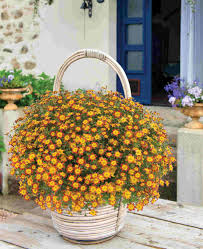 Mixed Bidens Flower Seeds Heirloom Non GMO High Germination Organic Garden Seeds for Colorful Garden Landscaping and Dec