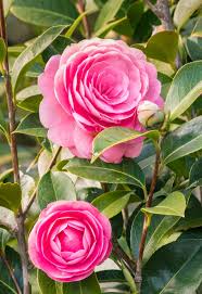 Camellia Flower Seeds Planting Rare Blooming Plants Balcony and Patio Gardening Heirloom Non-GMO Seeds for Planting