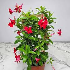 Red Climbing Dipladenia Flower Seeds 