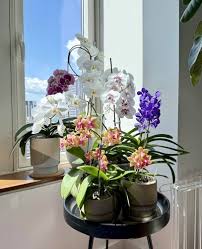 Phalaenopsis Flower Seeds