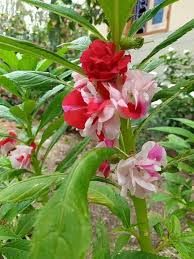 Red Balsam Flower Flower Seeds - Heirloom Non GMO High Germination Organic Garden Planting Seeds