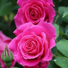 Pink Rose Flower Seeds Easy Grow Blossoms for Home Garden Decoration, Heirloom Non-GMO High Germination Seeds for