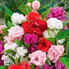 Balsam Flower Seeds 