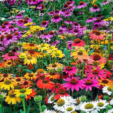 Coneflower Seeds - Heirloom Non GMO High Germination Flower Seeds for Planting