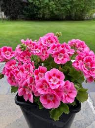 Pink Geranium Flower Seeds