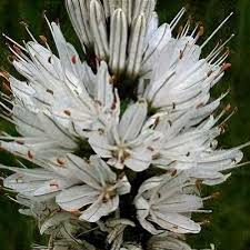 White Asphodelus Flower Seeds