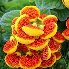 Calceolaria Flower Seeds Rare Blooming Plants Seeds Heirloom Non-GMO Premium Organic Garden Seeds
