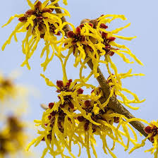 Yellow Hazel Flower Flower Seeds - Heirloom Non GMO High Germination Organic Garden Planting Seeds