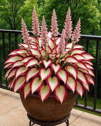 Mixed Hosta Flower Seeds for Planting Heirloom Non-GMO High Germination Organic Garden Seeds for Colorful Gardens - Heir