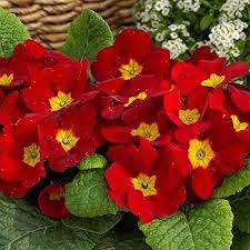 Red Primrose Flower Seeds