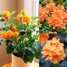 Orange Kaffir Flower Seeds