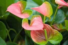 Green Pink Anthurium Flower Seeds for Planting