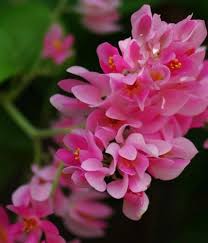Pink Antigonon Flower Flower Seeds - Heirloom Non GMO High Germination Organic Garden Planting Seeds
