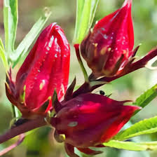 Dark Red Rosella Flower Seeds