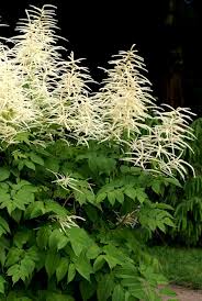 Aruncus Dioicus Flower for Planting Heirloom Non-GMO High Germination Organic Garden for Colorful Gardens Seeds - Heir