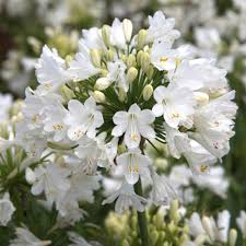 White Agapanthus Flower Seeds