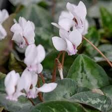 White Cyclamen Flower Seeds