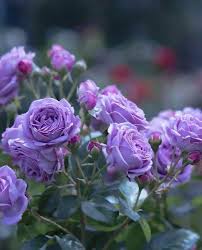 Lavender Rose Flower Seeds