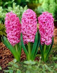 Pink Hyacinth Flower Seeds 