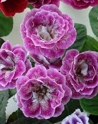 Pink Blooming Gloxinia Flower Seed Planting Rare Blooming Plants Balcony and Patio Gardening, Heirloom Non-GMO High