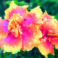 Pink Giant Hibiscus Flower Seeds