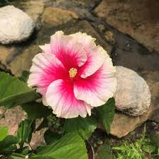 Pink Hibiscus Flower Seeds
