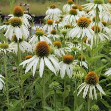 White Coneflower Seeds - Heirloom Non GMO High Germination Flower Seeds for Planting