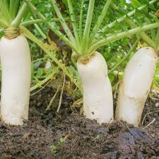 Daikon Radish Raphanus Longipinnatus Deep Root Cover Crop Planting Pound Heirloom Non Gmo for kitchen garden planting