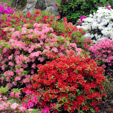 Mixed Azalea Flower Seeds