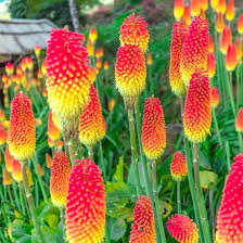 Kniphia Uvaria Flower Seeds