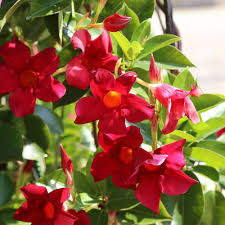 Red Climbing Dipladenia Flower Seeds 