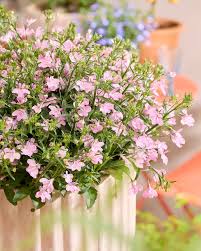 Pink Lobelia Erinus Flower Seeds - Heirloom Non GMO Premium Garden Seeds for Planting, High Germination Outdoor Plants
