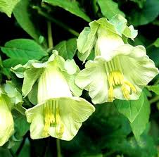 White Cobaea Flower Rare Blooming Plants for Planting Heirloom Non-GMO High Germination Organic Garden for Balcony an