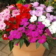 Mixed Balsam Flower Seeds Colorful Blooms - Heirloom Non GMO High Germination Organic Garden Seeds for