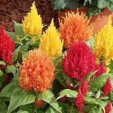 Celosia Flower Seeds 