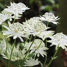White Astrantia Flower Seeds Easy Grow Blossoms Home Garden Decoration Colorful Landscape Heirloom Non-GMO Seeds for Planting High Germination Organic Garden Seeds