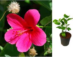 Pink Mini Hibiscus Flower Seeds 
