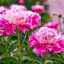 Pink Perennial Peony Flower Seeds for Planting Heirloom Non-GMO High Germination Organic Garden Seeds - Heirloom Non GMO