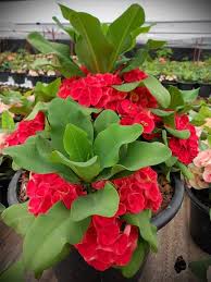 Red Crown Thorn Flower Seeds - Heirloom Non GMO High Germination Flower Seeds for Planting