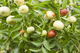 silverhill jujube fruit for planting growing sweet trees beautiful home garden gmo free Fruit seeds
