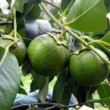Sapote Fruit Collection Tropical Creamy Growth Fruit Seeds