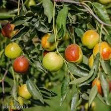 honey jar jujube fruit for planting heirloom and gmo free beautiful home garden Fruit seeds