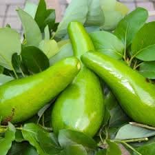 russell avocado or butter fruit for planting and cultivation grow healthy rich fats at your home seeds
