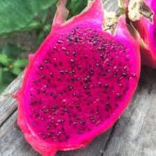 pink dragon fruit for planting growing colorful at home heirloom gmo free Fruit seeds