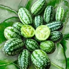 cucamelon fruit for planting tiny watermelon Fruit Seeds