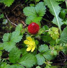 Edible Red Mock Strawberry Potentilla Fruit Seeds