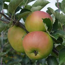 braeburn apple fruit for planting growing sweet apples at home Fruit seeds