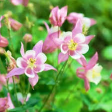 Pink Aquilegia Flower Seeds