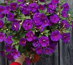 Purple Achimenes Flower Seeds - Heirloom Non-GMO High Germination Flower Seeds for Planting
