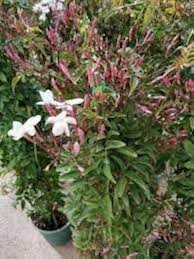 Pink Blooming Jasmine Flower Flower Seeds - Heirloom Non GMO High Germination Organic Garden Planting Seeds